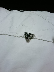 Hypercompe andromela