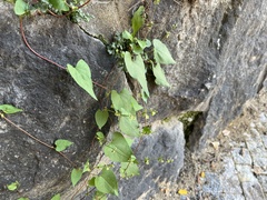 Fallopia