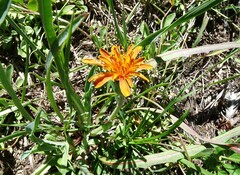 Agoseris aurantiaca