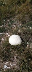 Lycoperdon utriforme