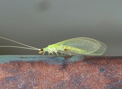 Chrysopa quadripunctata