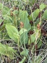 Anemopsis californica