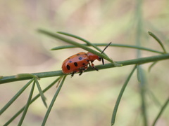Crioceris duodecimpunctata