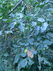 Celtis australis