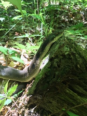 Heterodon platirhinos