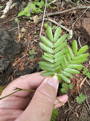 Calliandra surinamensis