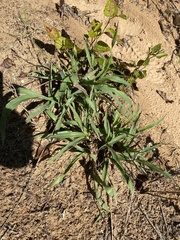 Digitaria sanguinalis