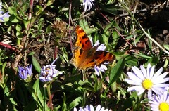 Polygonia satyrus