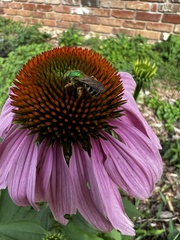 Augochloropsis metallica