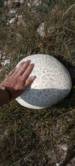 Lycoperdon utriforme