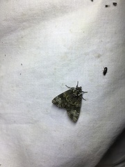 Craniophora ligustri