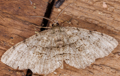 Melanolophia canadaria