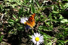Polygonia satyrus