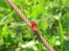 Crocothemis erythraea