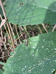Cratichneumon