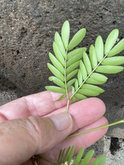 Calliandra surinamensis