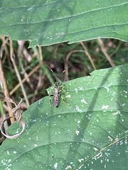 Cratichneumon