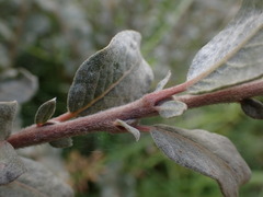 Salix repens argentea