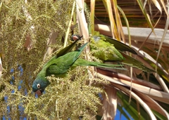 Thectocercus acuticaudatus