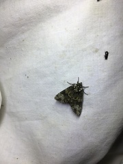 Craniophora ligustri