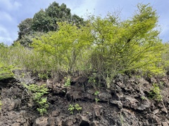 Calliandra surinamensis