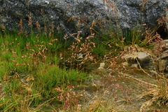 Poa alpina