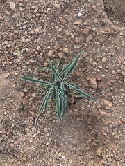 Frasera albomarginata