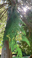 Thuja