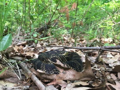 Heterodon platirhinos