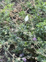 Pieris rapae