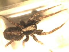 Pardosa alacris