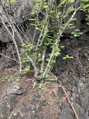 Calliandra surinamensis