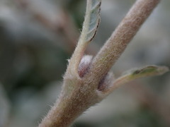 Salix repens argentea