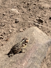 Phrynosoma hernandesi