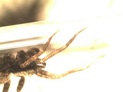 Pardosa alacris