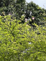 Calliandra surinamensis