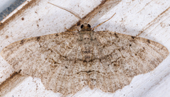 Melanolophia canadaria