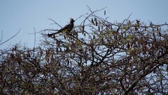 Corythaixoides concolor