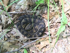 Heterodon platirhinos