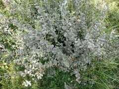 Salix repens argentea