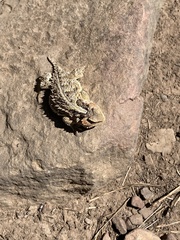 Phrynosoma hernandesi