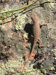 Sceloporus consobrinus