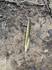 Colaptes auratus luteus