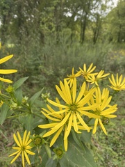 Silphium