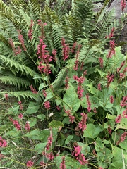 Bistorta amplexicaulis