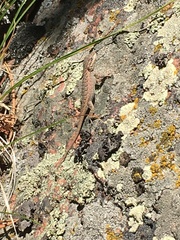 Sceloporus consobrinus