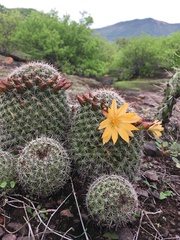 Mammillaria beneckei