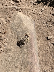 Phrynosoma hernandesi