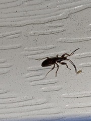 Lygaeoidea