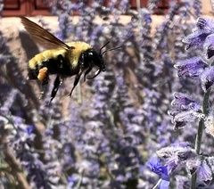 Bombus fervidus